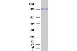 Validation with Western Blot (LPIN3 Protein (Myc-DYKDDDDK Tag))