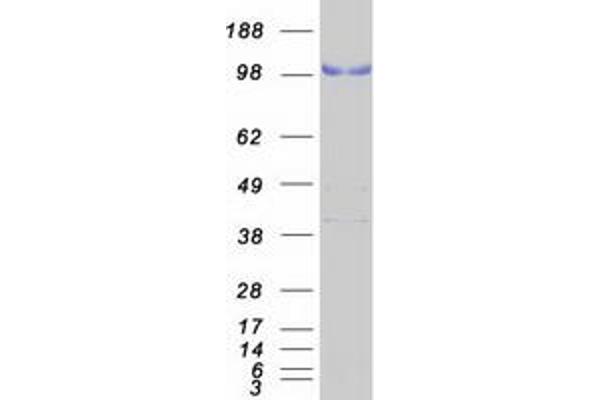 LPIN3 Protein (Myc-DYKDDDDK Tag)