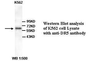 Image no. 1 for anti-Tumor Necrosis Factor Receptor Superfamily, Member 10b (TNFRSF10B) (Internal Region) antibody (ABIN791067)