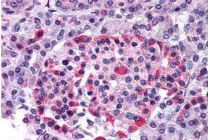 Human Pancreas (formalin-fixed, paraffin-embedded) stained with GPR81 antibody ABIN213368 at 20 ug/ml followed by biotinylated goat anti-rabbit IgG secondary antibody ABIN481713, alkaline phosphatase-streptavidin and chromogen. (GPR81 antibody  (N-Term))