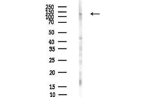 anti-Retinoblastoma-Like 2 (p130) (RBL2) (C-Term) antibody