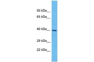 Western Blotting (WB) image for anti-Olfactory Receptor, Family 6, Subfamily K, Member 6 (OR6K6) (C-Term) antibody (ABIN2791765) (OR6K6 antibody  (C-Term))