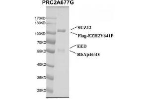 Recombinant PRC2 EZH2(A677G) Complex gel. (PRC2 EZH2 (Ala677Gly-Mutant), (full length) protein (DYKDDDDK Tag))