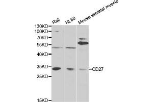 Western blot analysis of extracts of various cell lines, using CD27 antibody (ABIN5971005) at 1/1000 dilution.