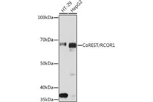 Western blot analysis of extracts of various cell lines, using CoREST/RCOR1 Rabbit mAb (ABIN7269920) at 1:1000 dilution. (CoREST antibody)