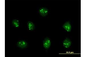 Immunofluorescence of purified MaxPab antibody to PDE9A on HeLa cell. (PDE9A antibody  (AA 1-533))
