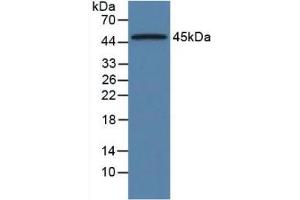 Western Blot; Sample: Rat Pancreas Tissue. (ORM1 antibody  (AA 19-186))