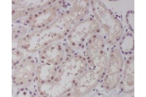 Immunohistochemical analysis of paraffin-embedded human kidney, using c-Maf Antibody.