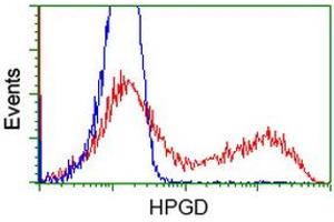 Image no. 3 for anti-Hydroxyprostaglandin Dehydrogenase 15-(NAD) (HPGD) antibody (ABIN1496362)