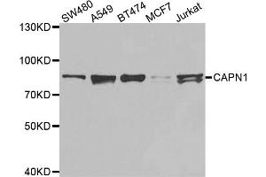 Western blot analysis of extracts of various cell lines, using CAPN1 antibody. (CAPNL1 antibody)