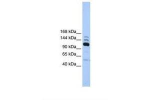 Image no. 1 for anti-Polymerase (RNA) III (DNA Directed) Polypeptide B (POLR3B) (AA 866-915) antibody (ABIN6738508) (POLR3B antibody  (AA 866-915))