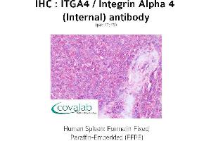 Image no. 1 for anti-Integrin alpha 4 (ITGA4) (Internal Region) antibody (ABIN1736071) (ITGA4 antibody  (Internal Region))