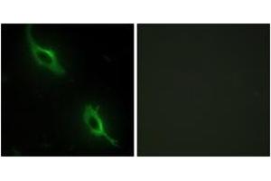 Immunofluorescence analysis of NIH-3T3 cells, using CKMT2 Antibody. (CKMT2 antibody  (AA 231-280))
