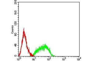 Flow cytometric analysis of HL-60 cells using PTPRF mouse mAb (green) and negative control (red). (PTPRF antibody  (AA 1104-1163))