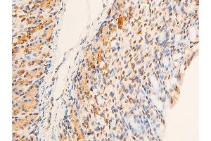 ABIN6267251 at 1/100 staining mouse gastric tissue sections by IHC-P. (CHEK2 antibody  (pThr383))
