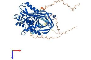 AlphaFold protein structure predicition of Mouse Recombinant Serpina3f Protein, UniprotID Q80X76