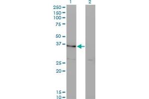 Western Blot analysis of HHEX expression in transfected 293T cell line by HHEX monoclonal antibody (M10), clone 4E9. (HHEX antibody  (AA 133-237))