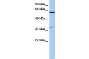 Image no. 1 for anti-Cyclin Dependent Kinase Like 2 (CDKL2) (N-Term) antibody (ABIN6744293) (CDKL2 antibody  (N-Term))