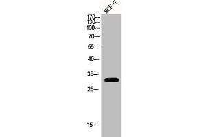 Western Blot analysis of MCF-7 cells using Phospho-RPA p32 (S33) Polyclonal Antibody (RPA2 antibody  (pSer33))