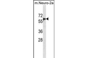 SD6 Antibody (C-term) (ABIN1881817 and ABIN2839043) western blot analysis in mouse Neuro-2a cell line lysates (35 μg/lane). (SMAD6 antibody  (C-Term))