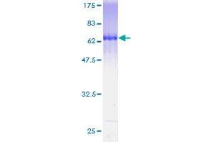 GNAI2 Protein (AA 1-355) (GST tag)