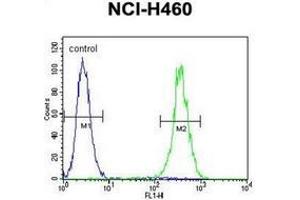 Flow cytometric analysis of NCI-H460 cells using LRRC38 Antibody (C-term) Cat. (LRRC38 antibody  (C-Term))