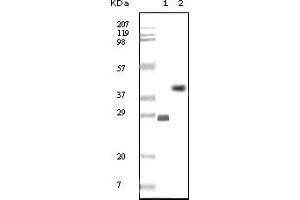 Western Blotting (WB) image for anti-B-Cell CLL/lymphoma 10 (BCL10) antibody (ABIN2464015) (BCL10 antibody)