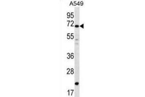 Western Blotting (WB) image for anti-Deleted In Azoospermia 4 (DAZ4) antibody (ABIN2996817)
