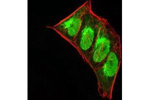 Immunofluorescence analysis of Hela cells using CBX5 mouse mAb (green). (CBX5 antibody  (AA 1-191))