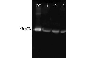 Western blot analysis of Human, Dog, Mouse Cell line lysates showing detection of GRP78 protein using Rabbit Anti-GRP78 Polyclonal Antibody . (GRP78 antibody  (FITC))