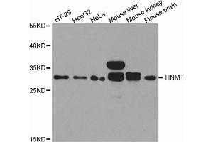 Western blot analysis of extracts of various cell lines, using HNMT antibody. (HNMT antibody)