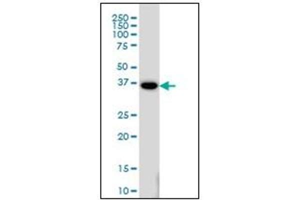 MEOX2 antibody