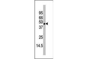 Western blot analysis of anti-P38beta Antibody (C-term) (ABIN391730 and ABIN2837972) in mouse heart tissue lysates (35 μg/lane). (MAPK11 antibody  (C-Term))