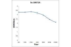 anti-VEGFB167 (AA 121-188) antibody