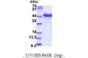 SDS-PAGE (SDS) image for Purine-Rich Element Binding Protein B (PURB) (AA 1-312) protein (His tag) (ABIN5853711)