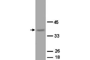 Western Blot analysis of OPCML expression from rat brain tissue lyate with OPCML polyclonal antibody .