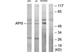 Western Blotting (WB) image for anti-Apoptosis Inhibitor 5 (API5) (AA 421-470) antibody (ABIN2879168) (Apoptosis Inhibitor 5 antibody  (AA 421-470))