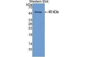 Western Blotting (WB) image for anti-Enolase, Muscle Specific (MSE) (AA 3-434) antibody (ABIN1077985) (MSE antibody  (AA 3-434))