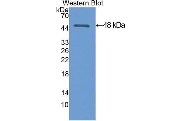 MSE antibody  (AA 3-434)