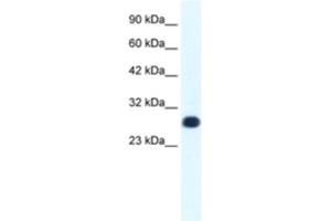 Western Blotting (WB) image for anti-General Transcription Factor IIF, Polypeptide 2, 30kDa (GTF2F2) antibody (ABIN2460223) (GTF2F2 antibody)