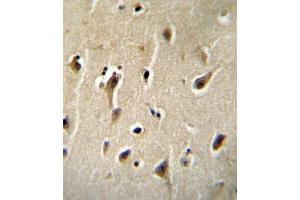 DCK Antibody (C-term) B immunohistochemistry analysis in formalin fixed and paraffin embedded human brain tissue followed by peroxidase conjugation of the secondary antibody and DAB staining. (DCK antibody  (C-Term))