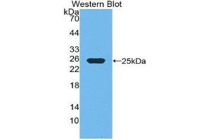 Western Blotting (WB) image for anti-Growth Hormone 1 (GH1) (AA 28-216) antibody (ABIN1078098) (Growth Hormone 1 antibody  (AA 28-216))