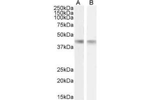 ABIN1590065 (1µg/ml) staining of Mouse (A) and Rat (B) Heart lysate (35µg protein in RIPA buffer). (CKM antibody  (AA 258-270))