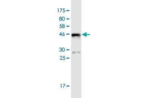 Western Blot detection against Immunogen (44. (CDH26 antibody  (AA 1-165))