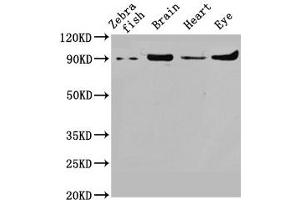 Western Blot Positive WB detected in: Zebrafish tissue, Zebrafish brain tissue, Zebrafish heart tissue, Zebrafish eye tissue All lanes: vcp antibody at 1. (VCP antibody  (AA 704-806))