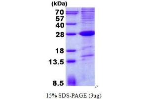 Image no. 1 for SLAM Family Member 6 (SLAMF6) protein (His tag) (ABIN1098703) (SLAMF6 Protein (His tag))