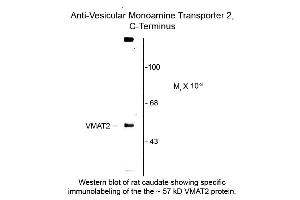 Western blot of Vesicular Monoamine Transporter 2 C-terminus VMAT2 Antibody Western Blot of Sheep anti-Vesicular Monoamine Transporter 2 C-terminus antibody. (SLC18A2 antibody  (C-Term))