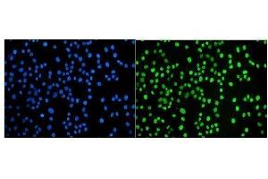 IF analysis of JUNB using anti-JUNB antibody (ABIN7603223).