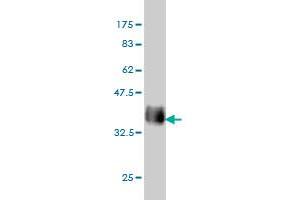 Western Blot detection against Immunogen (37. (Connexin 43/GJA1 antibody  (AA 261-361))