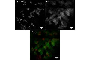 Immunofluorescence (IF) image for anti-Asense (C-Term) antibody (ABIN7272995) (Asense (C-Term) antibody)